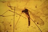 Fossil Crane Fly (Diptera) & Beetle (Coleoptera) In Baltic Amber #120630-1